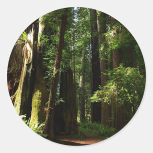 Redwoods och ormbunkar i Redwood National Park Runt Klistermärke
