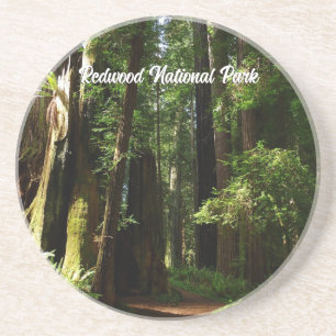 Redwoods och ormbunkar i Redwood National Park Underlägg