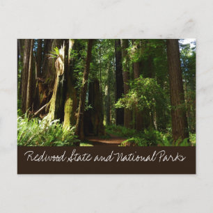 Redwoods och ormbunkar i Redwood National Park Vykort