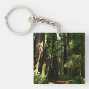 Redwoods och ormbunkar vid Redwood National Park