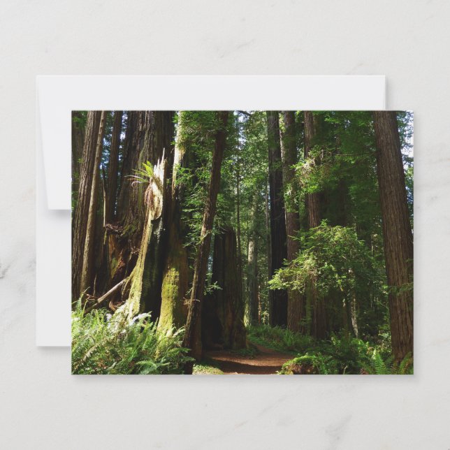 Redwoods och ormbunkar vid Redwood National Park (Framsida)