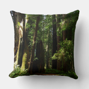 Redwoods och ormbunkar vid Redwood National Park Kudde