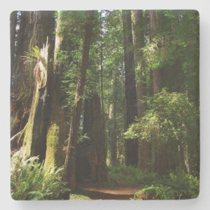 Redwoods och ormbunkar vid Redwood National Park Stenunderlägg