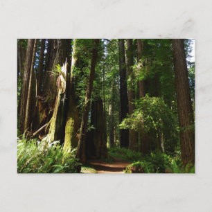 Redwoods och ormbunkar vid Redwood National Park Vykort