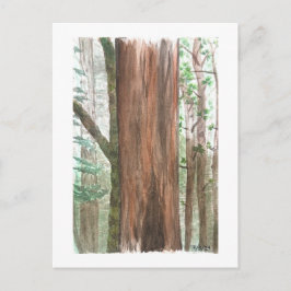 redwoods vykort
