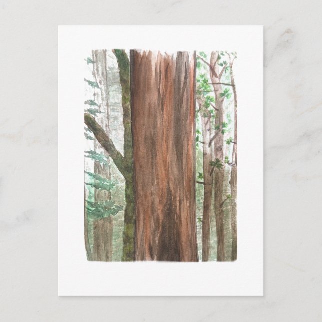 redwoods vykort (Framsida)