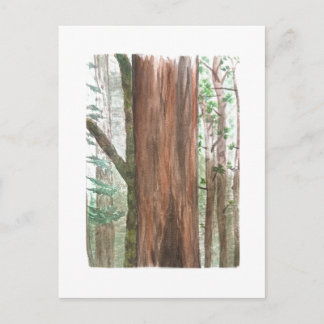 redwoods vykort