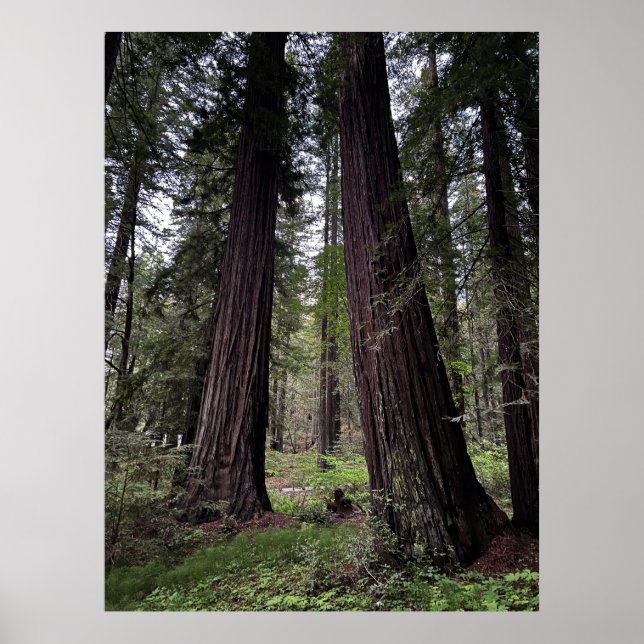 Redwoodskogen Poster (Framsidan)