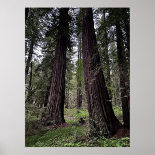 Redwoodskogen Poster