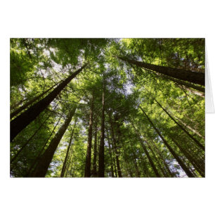 Redwoodskogen, Rotorua, Nya Zeeland 2 Hälsningskort