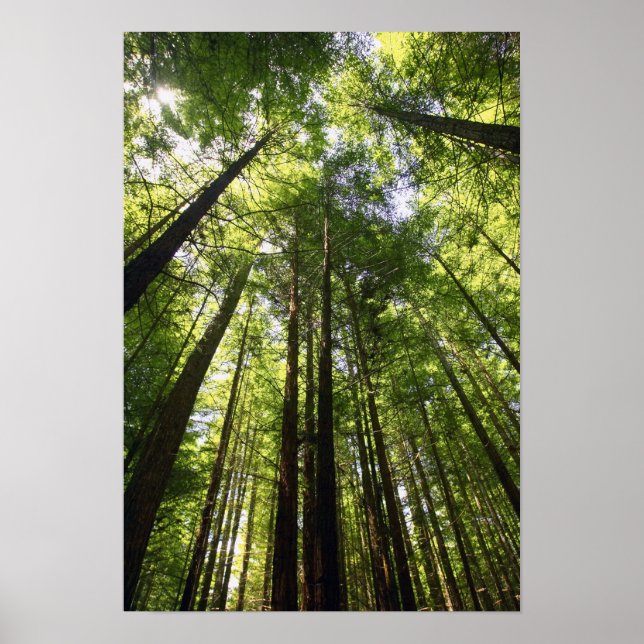 Redwoodskogen, Rotorua, Nya Zeeland Poster (Framsidan)
