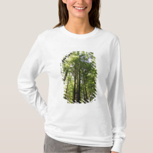 Redwoodskogen, Rotorua, Nya Zeeland T Shirt