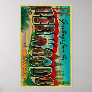 Redwoodträd Kalifornien - stora brevplatser Poster