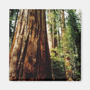 Redwoodträd Yosemite Magnet