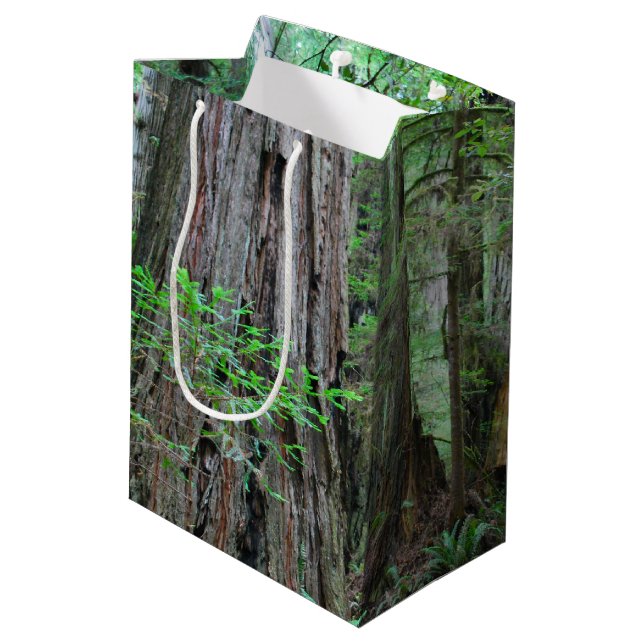 Redwoodträden - Sequoia (Baksidan Vinklad)