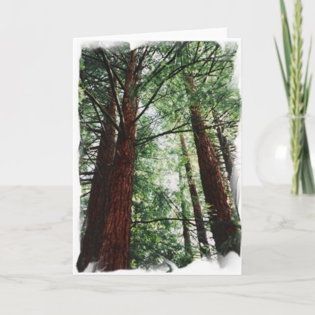 Redwoodträdhimmel Kort (Framsida)