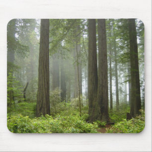 Redwoodträdnationalpark Musmatta