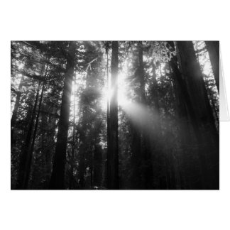 Redwoodträdskog OBS Kort