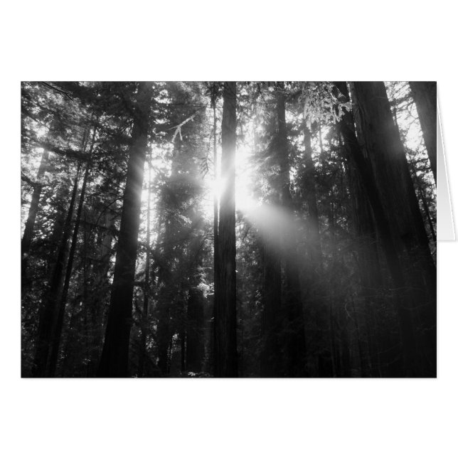 Redwoodträdskog OBS Kort (Framsidan Horizontal)