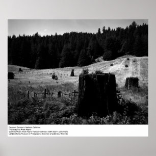 Redwoodträdstubbar av Ansel Adams Poster