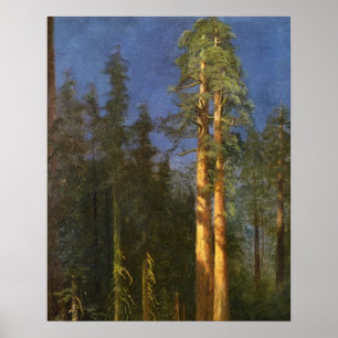 Redwoodträdträd Poster