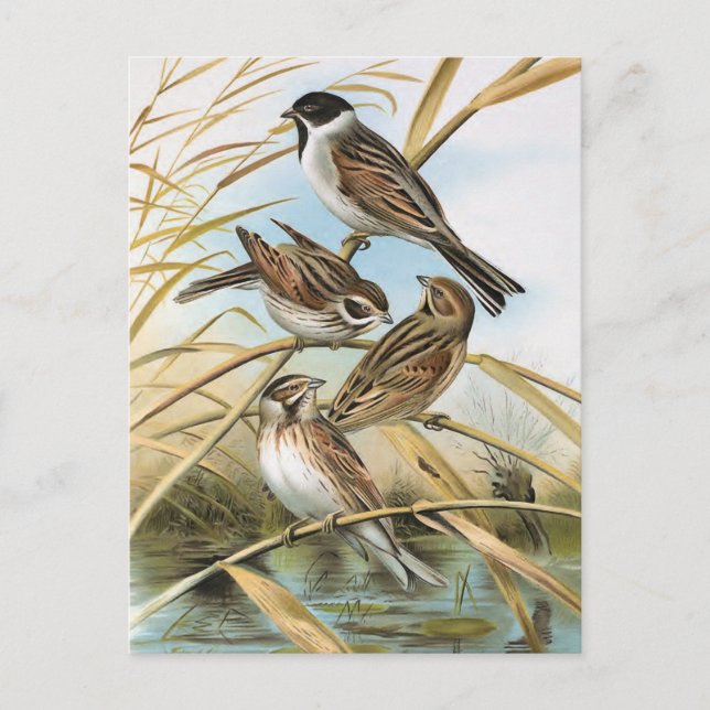 Reed Buntings Vintage Bird Illustration Vykort (Framsida)