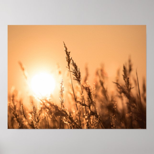 Reed Sunset Nature Photo Poster (Framsidan)