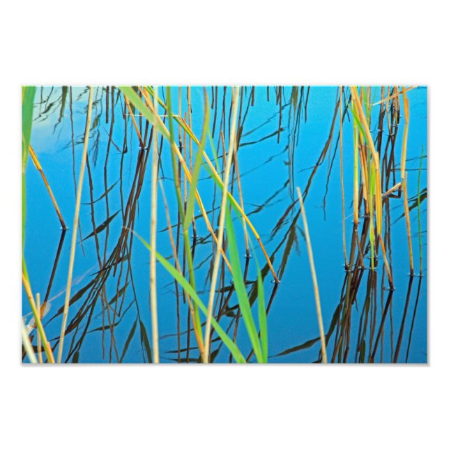 Reeds i sjö fototryck (Framsidan)