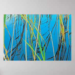 Reeds i sjö poster