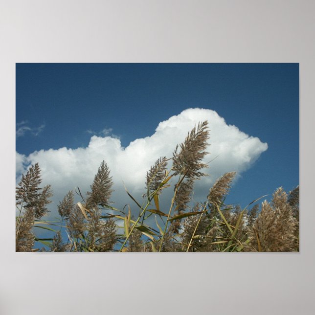 Reeds Poster (Framsidan)