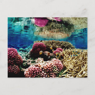 reef-386973 reef coral liggande colorful underwa vykort