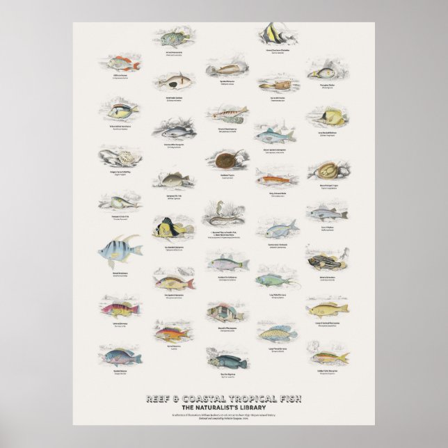 Reef & Coastal Tropical Fish-Naturalist's Library Poster (Framsidan)