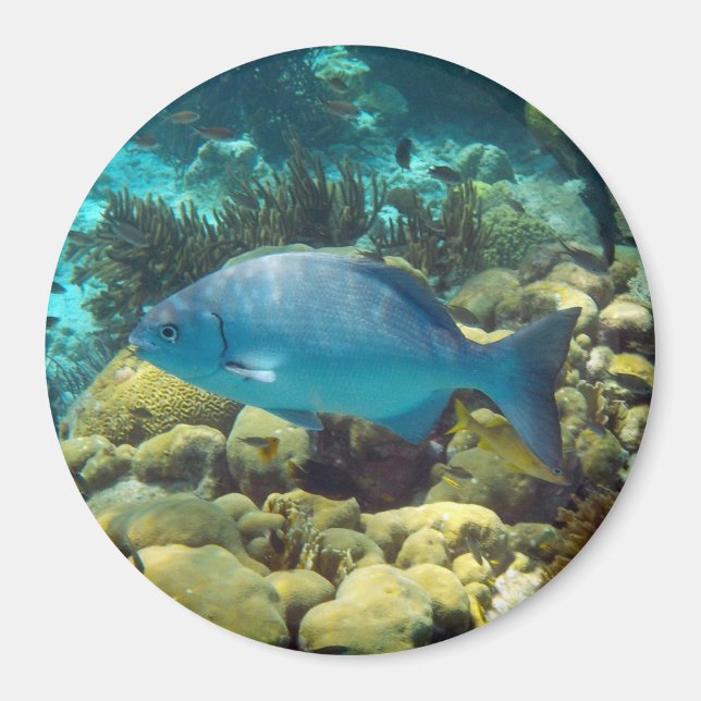Reef Fish Magnet (Framsidan)