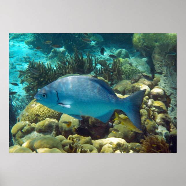 Reef Fish Poster (Framsidan)