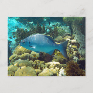 Reef Fish Vykort