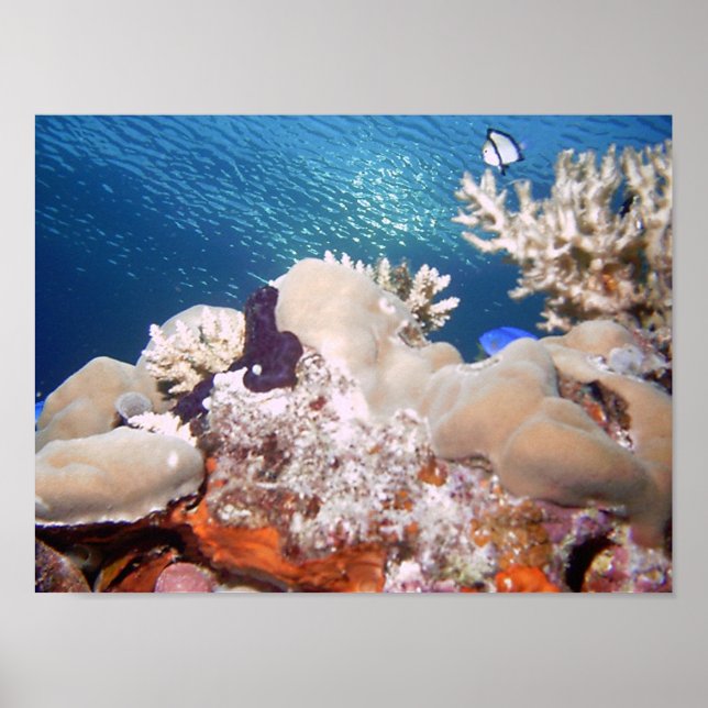 Reef Poster (Framsidan)