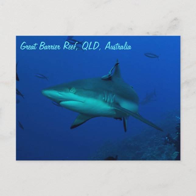 Reef Shark on Underbar Barrier Reef Postcard Vykort (Framsida)