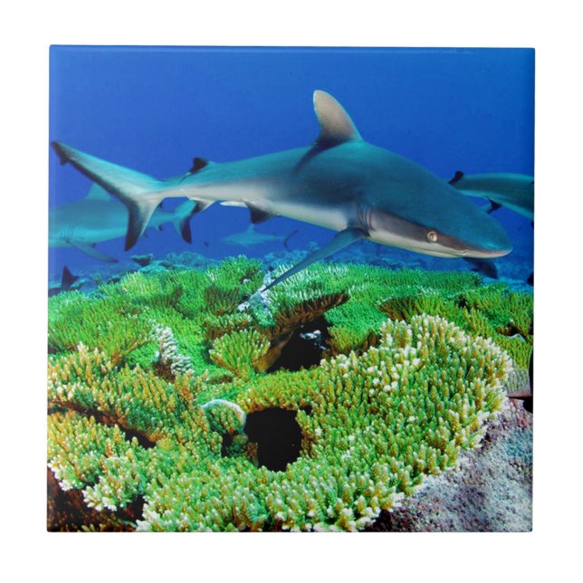 Reef Shark Photos Kakelplatta (Framsidan)