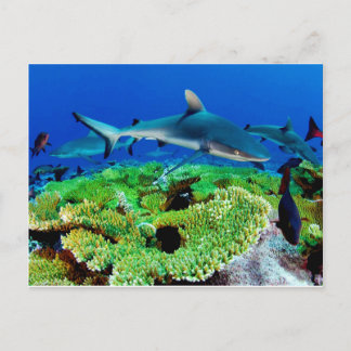 Reef Shark Photos Vykort