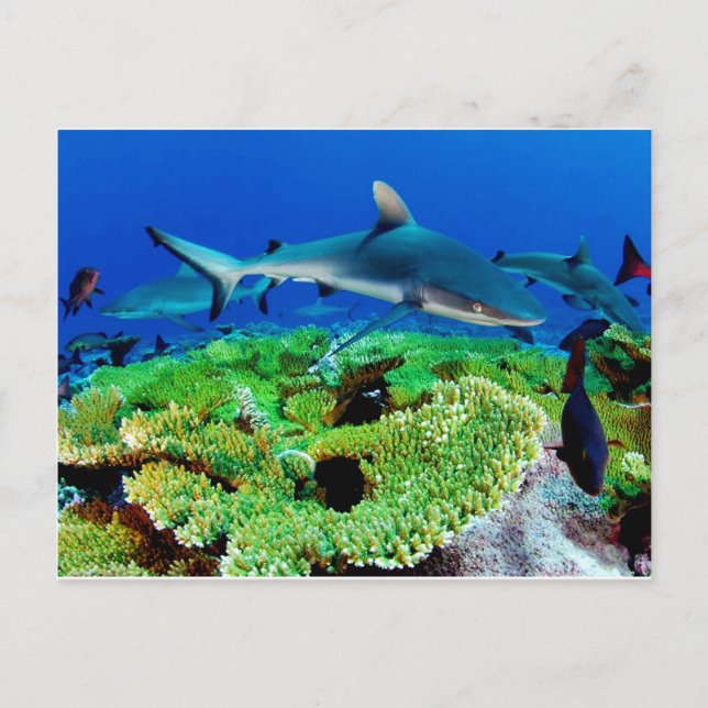 Reef Shark Photos Vykort (Framsida)