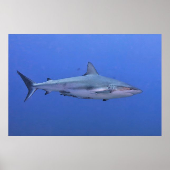 Reef Shark Poster (Framsidan)