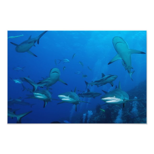 Reef Shark Underbar Barrier Reef Coral Sea Fototryck (Framsidan)