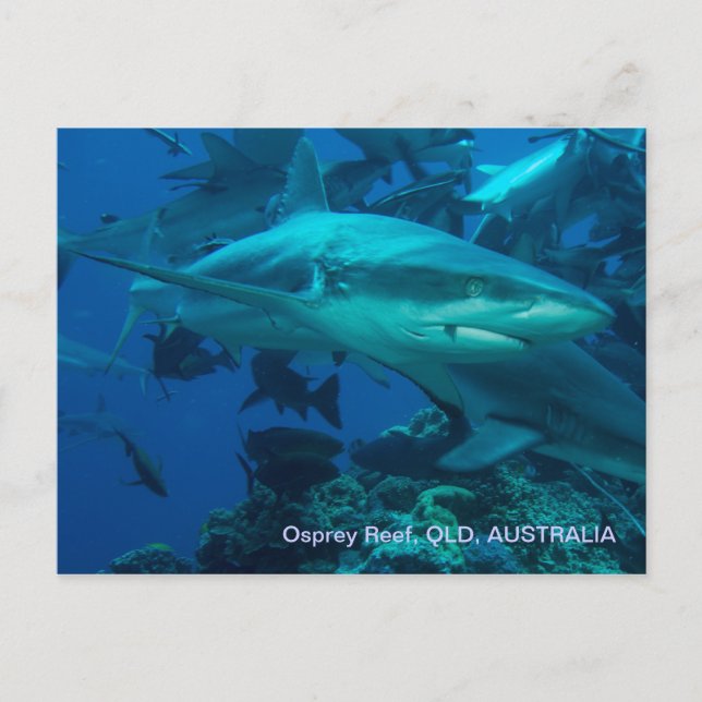 Reef Shark Underbar Barrier Reef Coral Sea Vykort (Framsida)