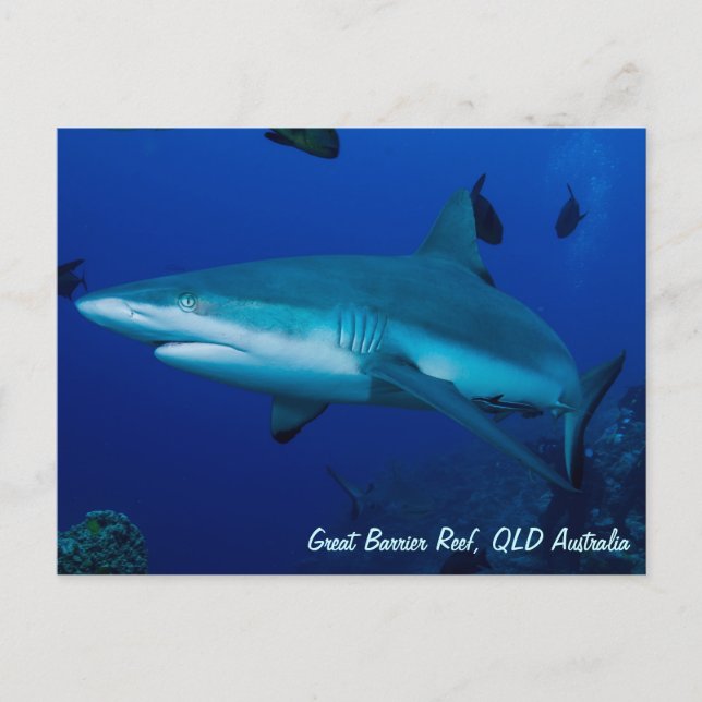Reef Shark-vykort Vykort (Framsida)
