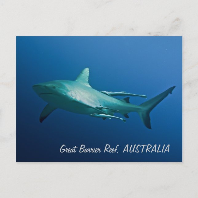 Reef Shark-vykort Vykort (Framsida)
