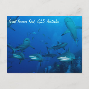 Reef Shark-vykort Vykort
