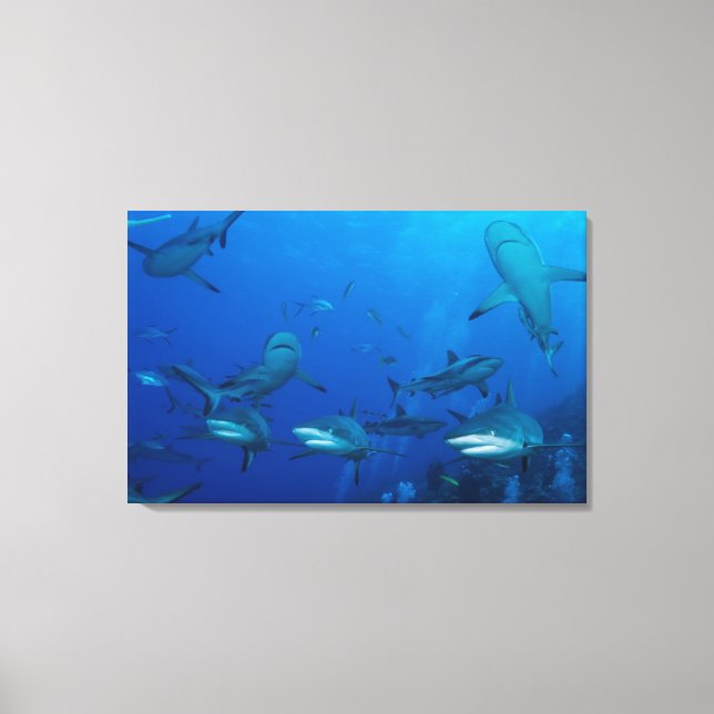 Reef Shark Wrapped Canvas (Framsida)