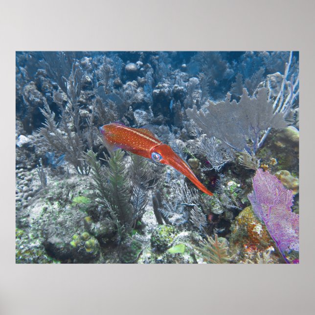 Reef Squid Poster (Framsidan)