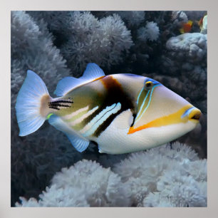 Reef Triggerfish Poster
