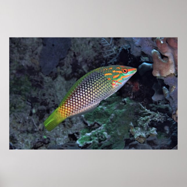 Reef Wrasse Poster (Framsidan)